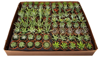 2" Haworthia Assortment